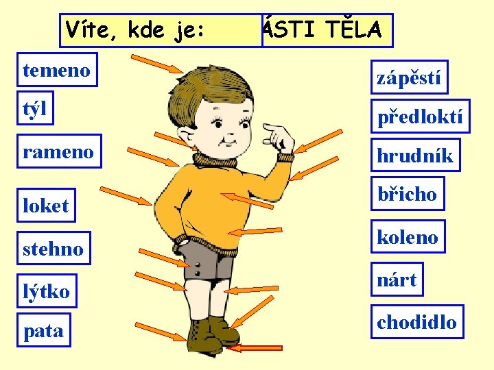 DALŠÍkde Víte, VNĚJŠÍ je: ČÁSTI TĚLA temeno zápěstí týl předloktí rameno hrudník loket stehno