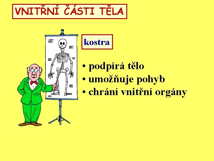 VNITŘNÍ ČÁSTI TĚLA kostra • podpírá tělo • umožňuje pohyb • chrání vnitřní orgány