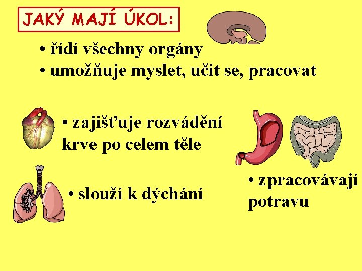 JAKÝ MAJÍ ÚKOL: • řídí všechny orgány • umožňuje myslet, učit se, pracovat •