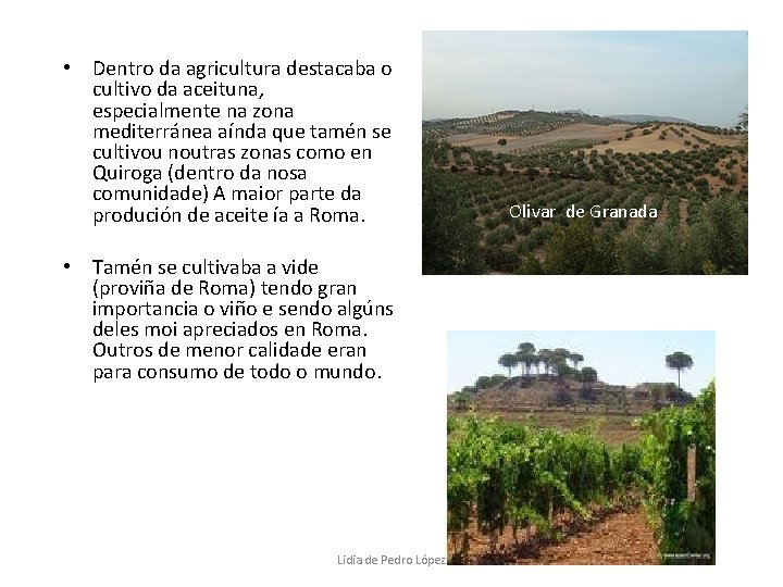  • Dentro da agricultura destacaba o cultivo da aceituna, especialmente na zona mediterránea