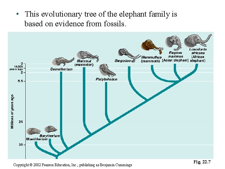  • This evolutionary tree of the elephant family is based on evidence from