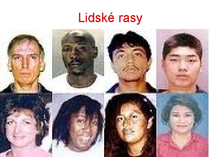 Lidské rasy 