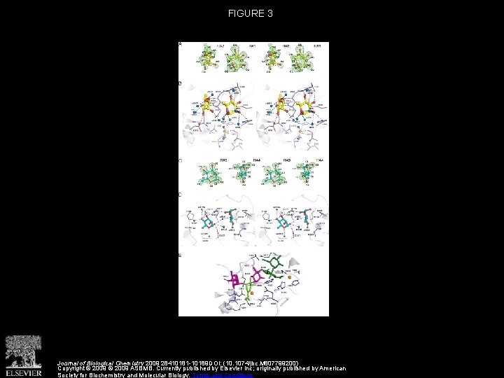 Substrate Identification Structural Determinants Responsible for Substrate Recognition and Mode
