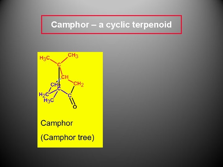 Camphor – a cyclic terpenoid 