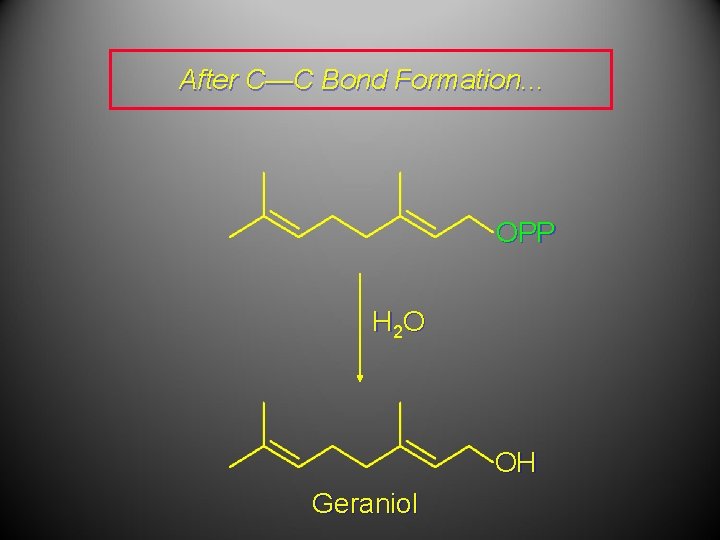 After C—C Bond Formation. . . OPP H 2 O OH Geraniol 