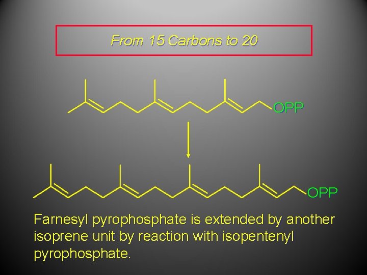 From 15 Carbons to 20 OPP Farnesyl pyrophosphate is extended by another isoprene unit