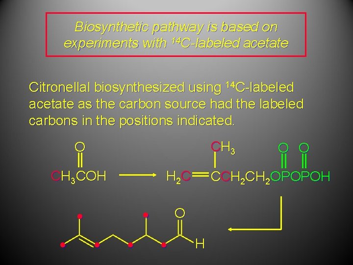 Biosynthetic pathway is based on experiments with 14 C-labeled acetate Citronellal biosynthesized using 14