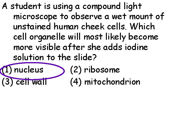 A student is using a compound light microscope to observe a wet mount of