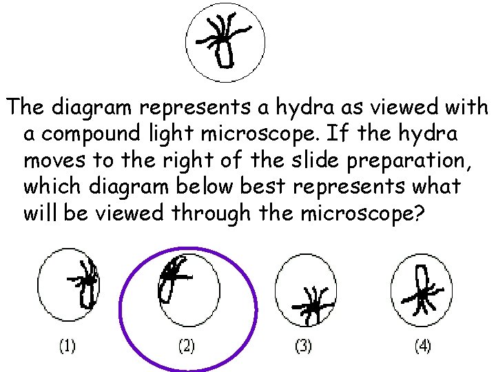 The diagram represents a hydra as viewed with a compound light microscope. If the