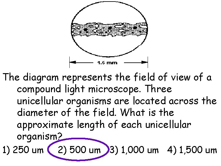 The diagram represents the field of view of a compound light microscope. Three unicellular