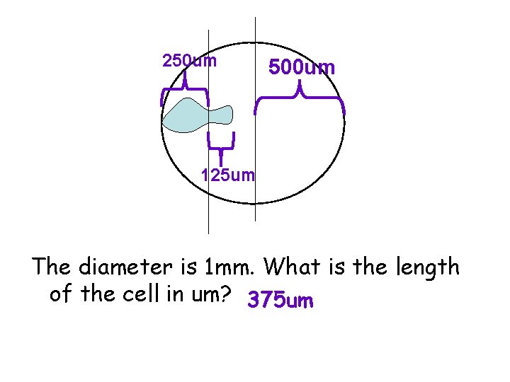 250 um 500 um 125 um The diameter is 1 mm. What is the