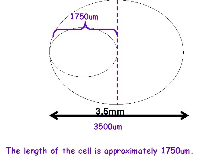 1750 um 3. 5 mm 3500 um The length of the cell is approximately