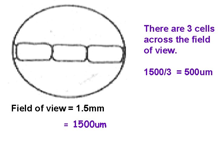 There are 3 cells across the field of view. 1500/3 = 500 um Field