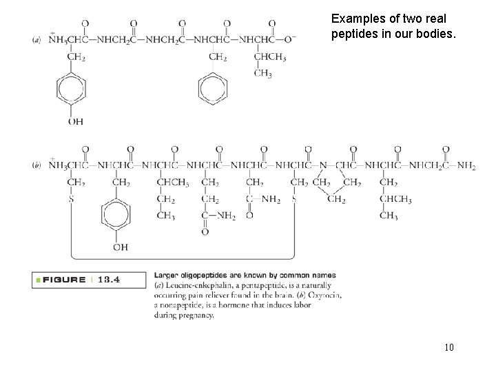 Examples of two real peptides in our bodies. 10 