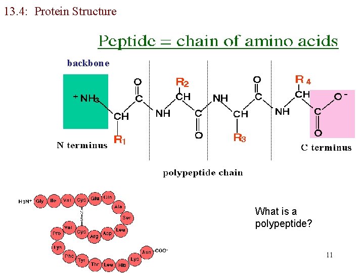 13. 4: Protein Structure backbone What is a polypeptide? 11 