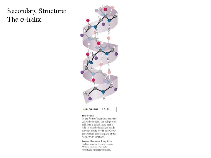 Secondary Structure: The a-helix. 14 