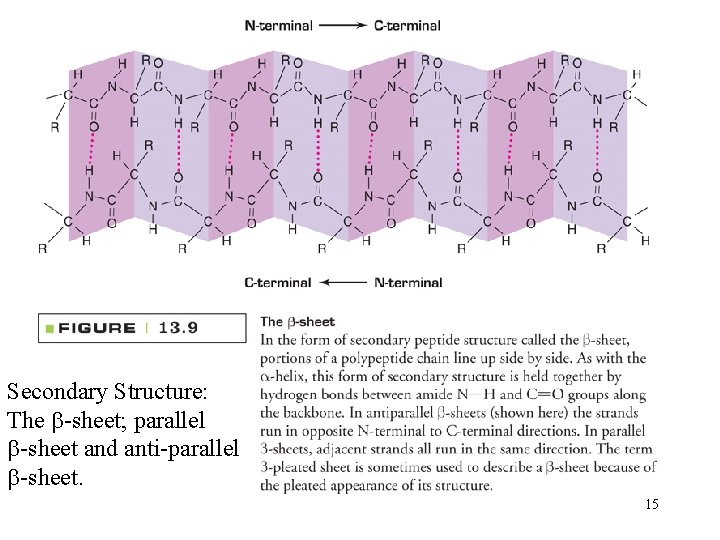 Secondary Structure: The -sheet; parallel -sheet and anti-parallel -sheet. 15 