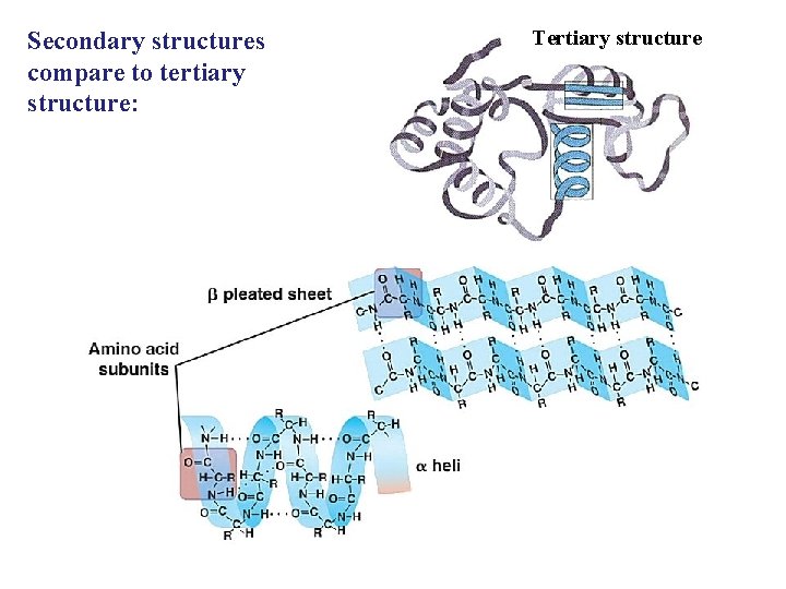 Secondary structures compare to tertiary structure: Tertiary structure 16 