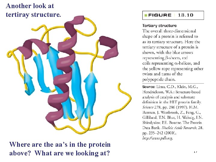 Another look at tertiray structure. Where are the aa’s in the protein above? What