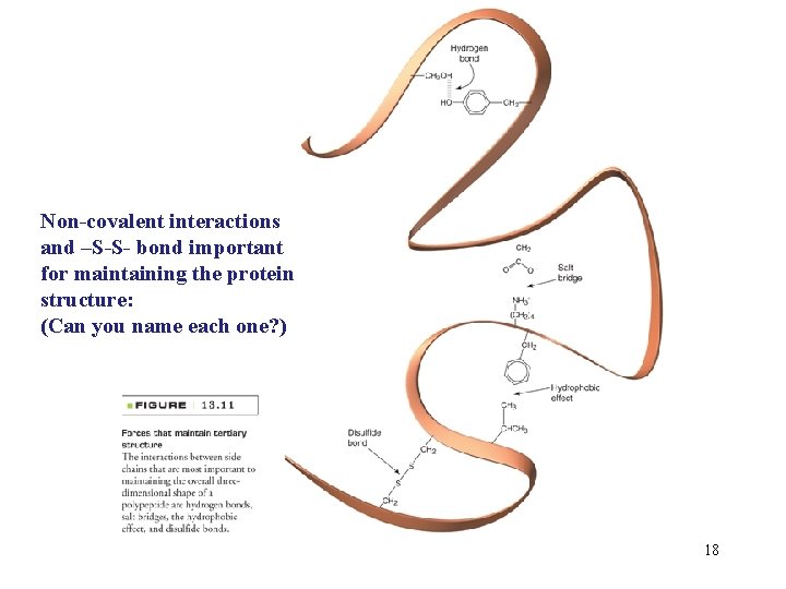 Non-covalent interactions and –S-S- bond important for maintaining the protein structure: (Can you name
