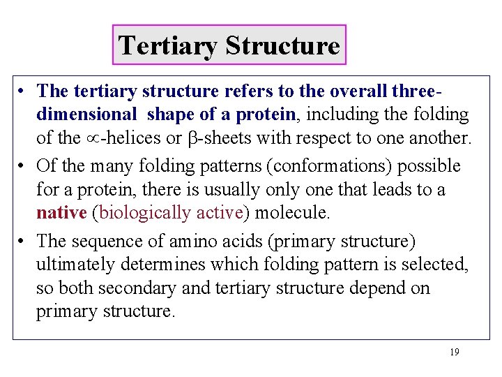 Tertiary Structure • The tertiary structure refers to the overall threedimensional shape of a