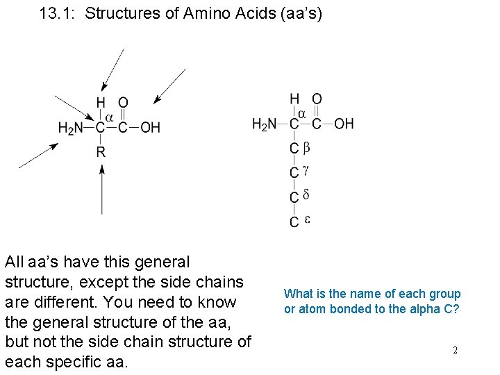 13. 1: Structures of Amino Acids (aa’s) All aa’s have this general structure, except