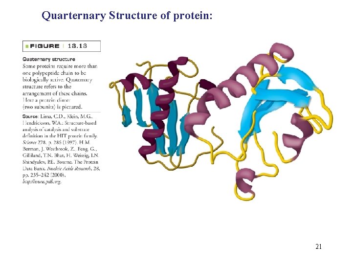 Quarternary Structure of protein: 21 