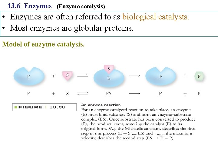 13. 6 Enzymes (Enzyme catalysis) • Enzymes are often referred to as biological catalysts.