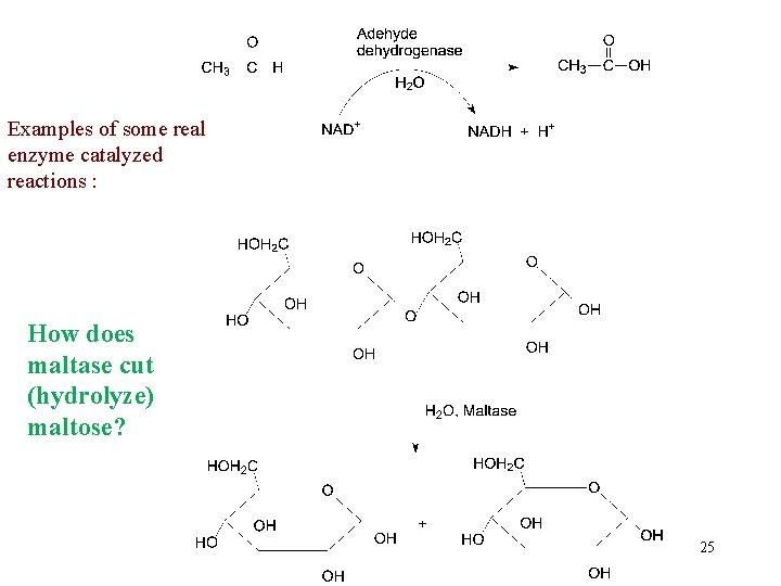 Examples of some real enzyme catalyzed reactions : How does maltase cut (hydrolyze) maltose?