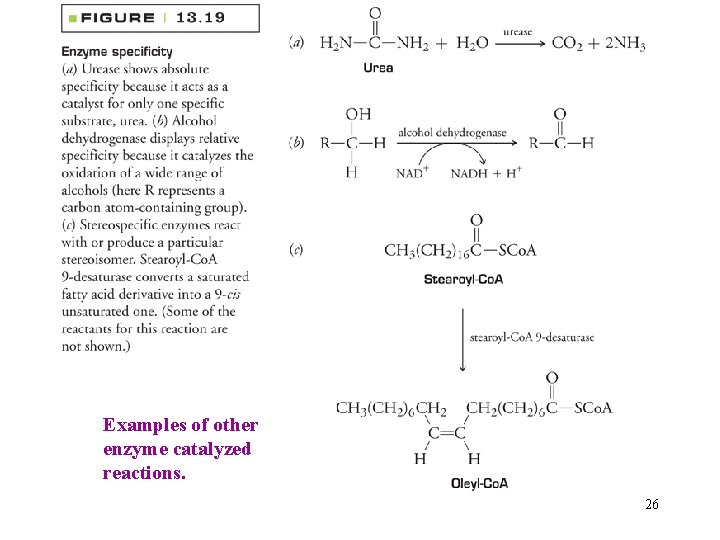 Examples of other enzyme catalyzed reactions. 26 