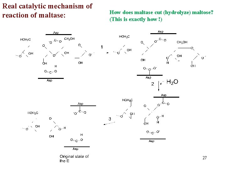 Real catalytic mechanism of reaction of maltase: How does maltase cut (hydrolyze) maltose? (This