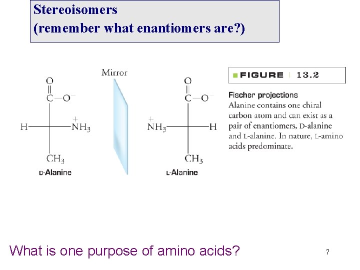 Stereoisomers (remember what enantiomers are? ) What is one purpose of amino acids? 7