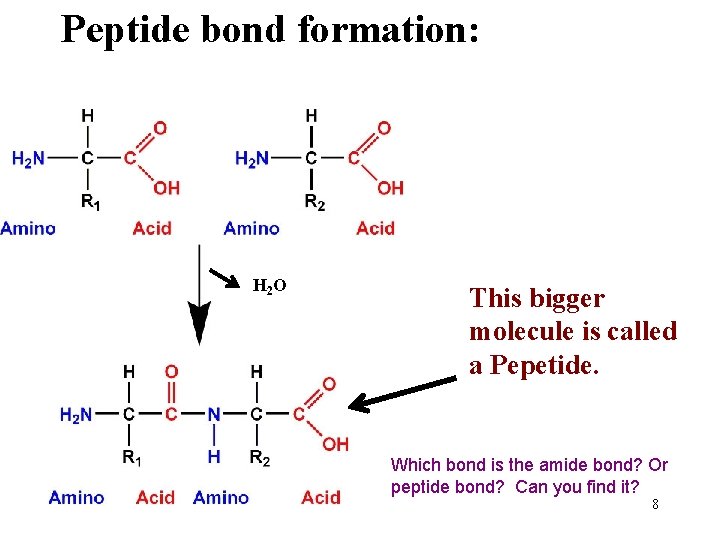 Peptide bond formation: H 2 O This bigger molecule is called a Pepetide. Which