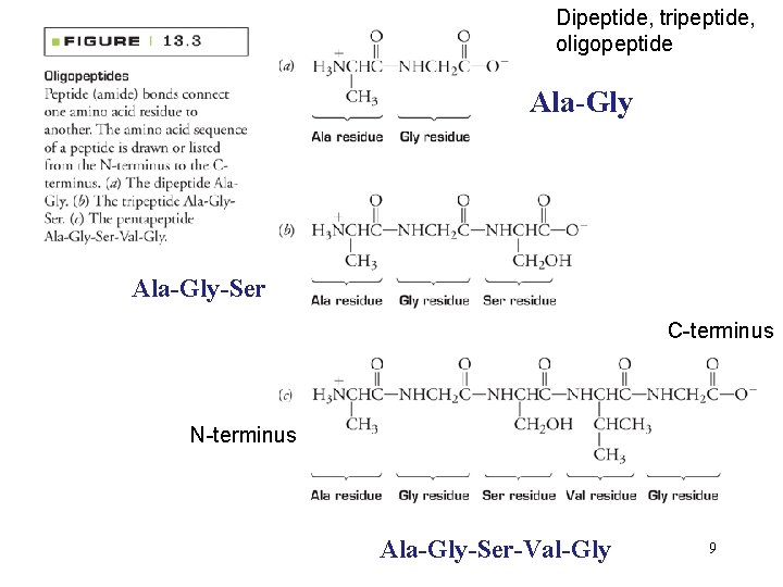 Dipeptide, tripeptide, oligopeptide Ala-Gly-Ser C-terminus N-terminus Ala-Gly-Ser-Val-Gly 9 