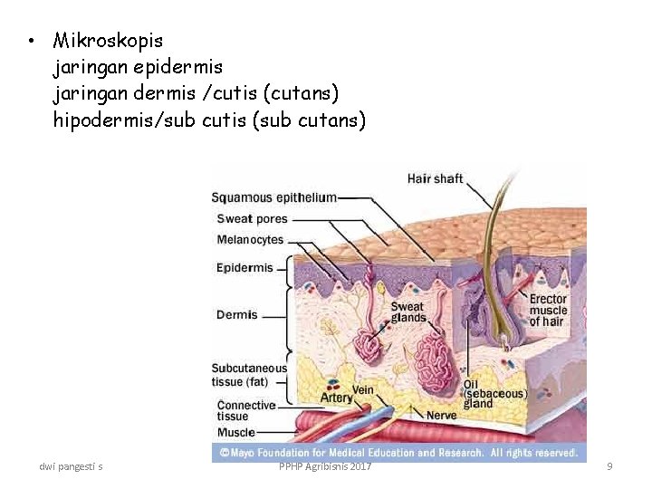  • Mikroskopis jaringan epidermis jaringan dermis /cutis (cutans) hipodermis/sub cutis (sub cutans) dwi