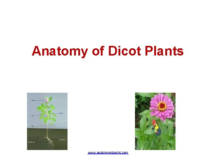 Anatomy of Dicot Plants www. assignmentpoint. com 