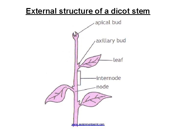 External structure of a dicot stem www. assignmentpoint. com 