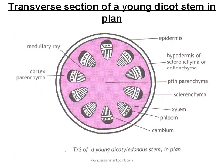 Transverse section of a young dicot stem in plan www. assignmentpoint. com 