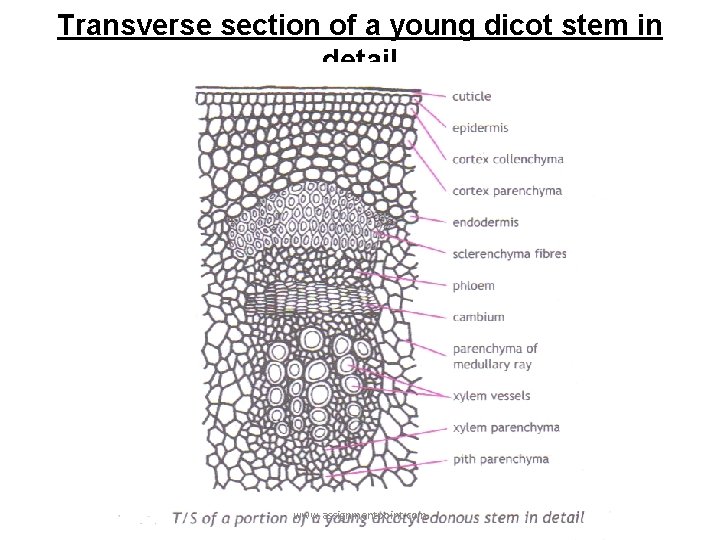 Transverse section of a young dicot stem in detail www. assignmentpoint. com 