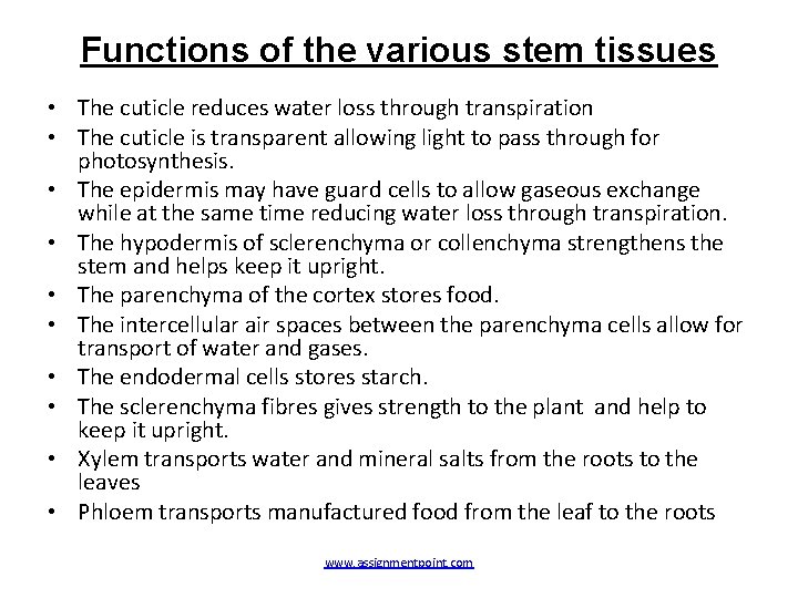 Functions of the various stem tissues • The cuticle reduces water loss through transpiration