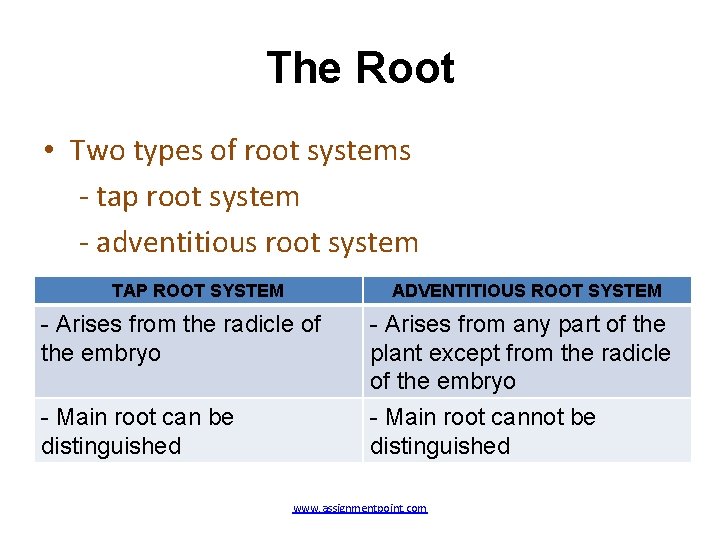 The Root • Two types of root systems - tap root system - adventitious