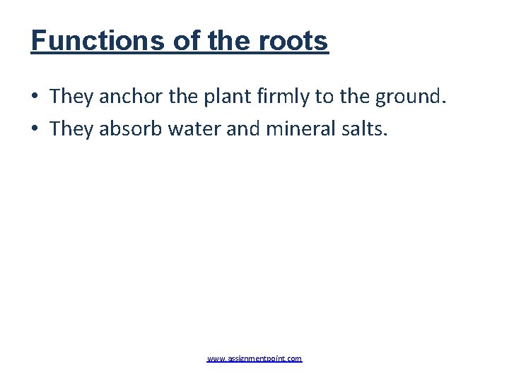 Functions of the roots • They anchor the plant firmly to the ground. •