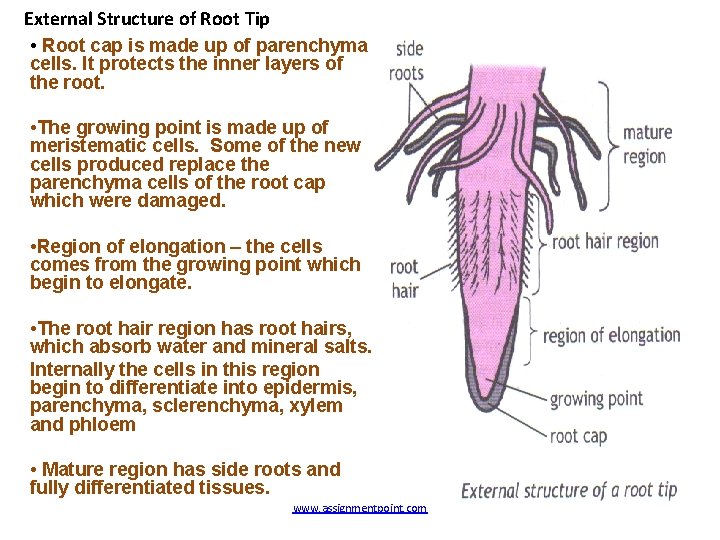 External Structure of Root Tip • Root cap is made up of parenchyma cells.