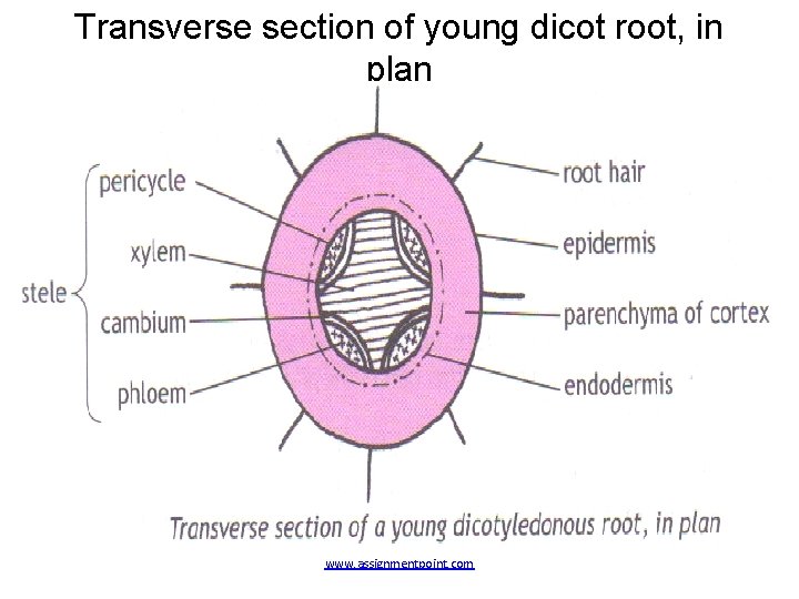 Transverse section of young dicot root, in plan www. assignmentpoint. com 