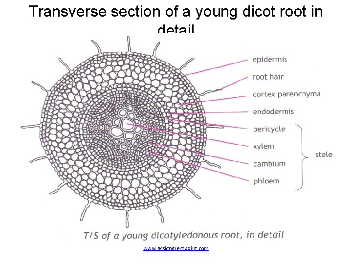 Transverse section of a young dicot root in detail www. assignmentpoint. com 