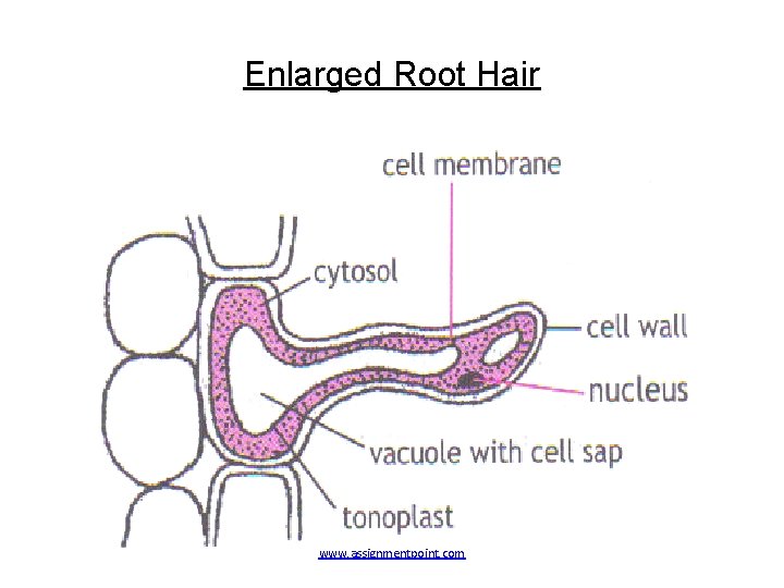 Enlarged Root Hair www. assignmentpoint. com 