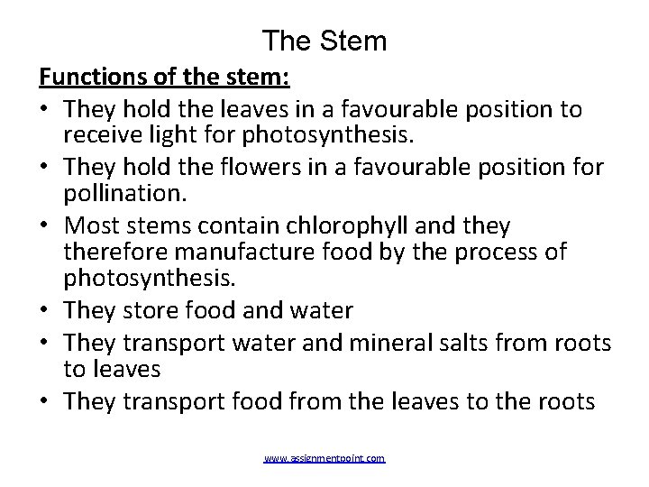 The Stem Functions of the stem: • They hold the leaves in a favourable