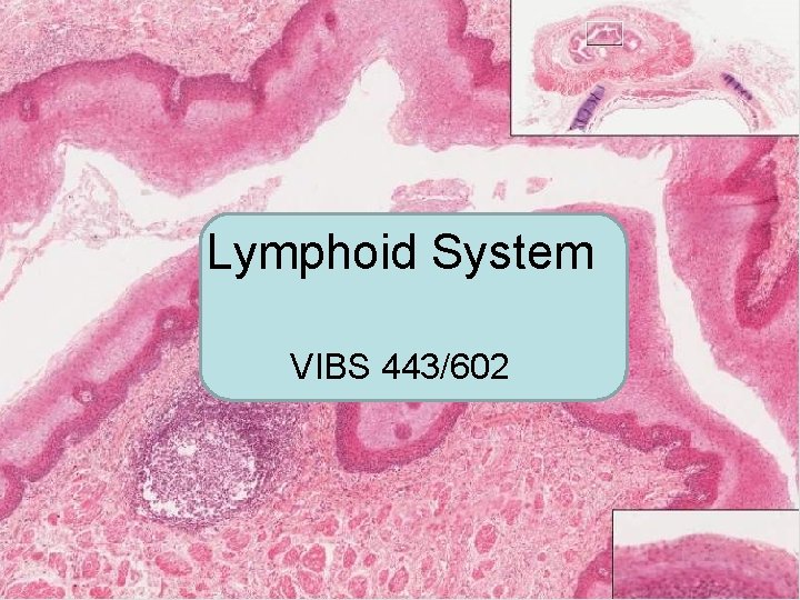 Lymphoid System VIBS 443/602 