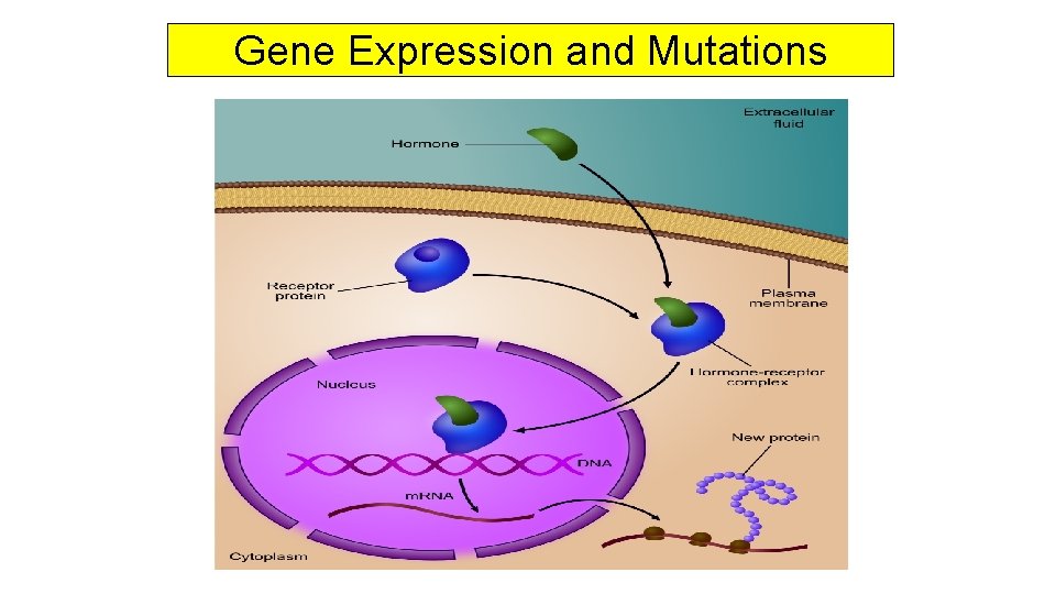 Gene Expression and Mutations 