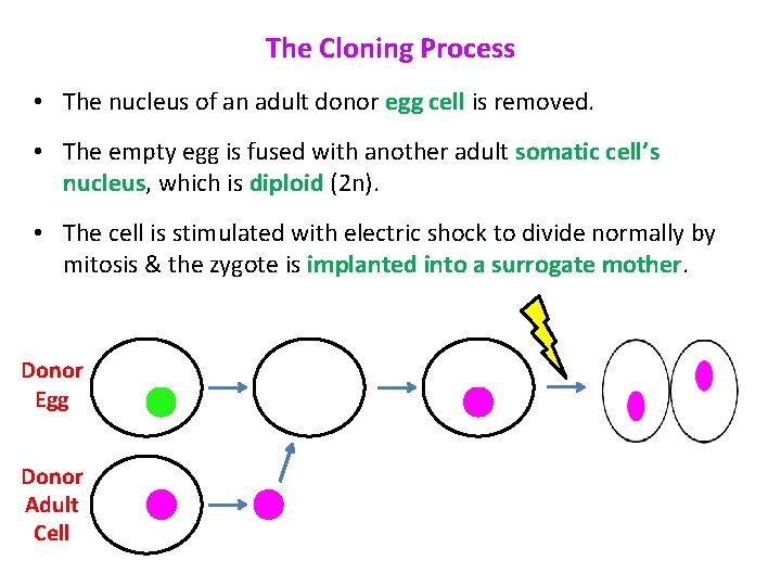 The Cloning Process • The nucleus of an adult donor egg cell is removed. The Cloning Process • The nucleus of an adult donor egg cell is removed.